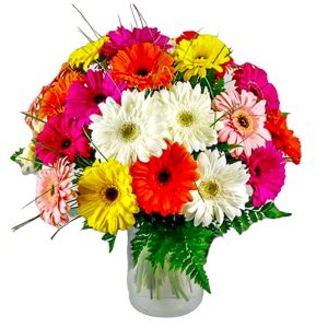 Ramo n8 de Gerberas multicolor en Pamplona